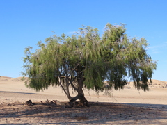 Cape ebony (Euclea pseudebenus)