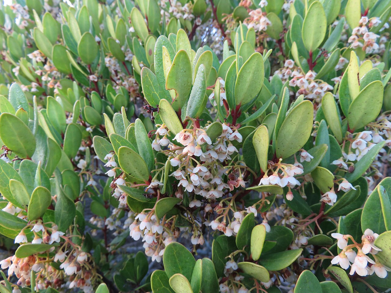 Dune guarrie: Cherrybush (Euclea racemosa ssp. racemosa). Subspecies of plant.