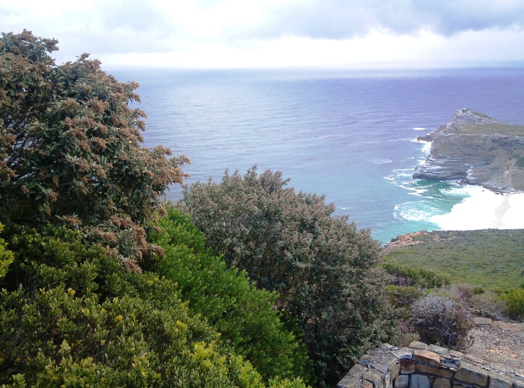 Dune guarrie: Tarchonanthus littoralis and Euclea racemosa trees with Cape of Good Hope in background. South Africa.