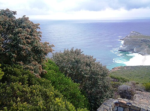 Dune guarrie: Tarchonanthus littoralis and Euclea racemosa trees with Cape of Good Hope in background. South Africa.