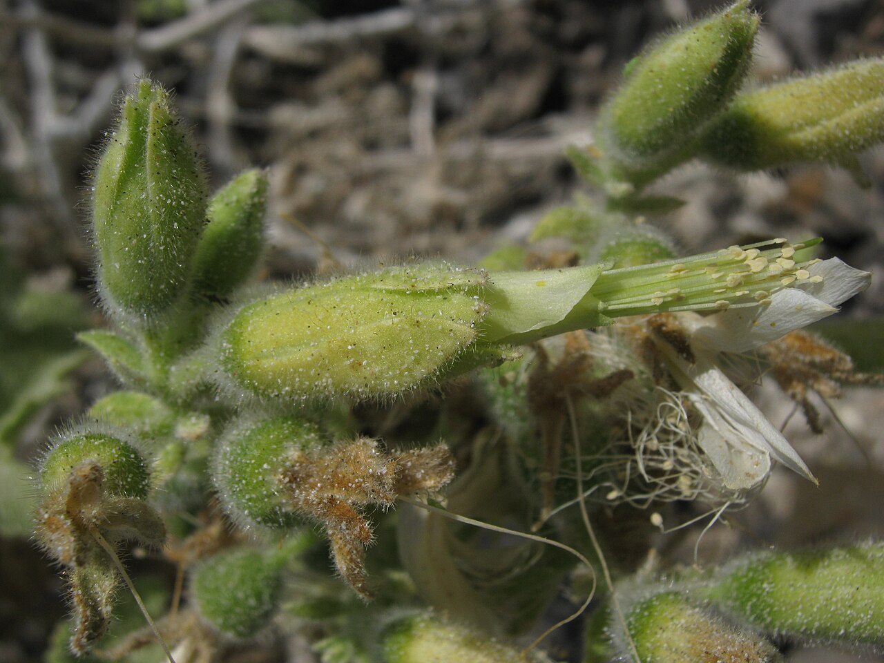 Eucnide cordata: Eucnide cordata