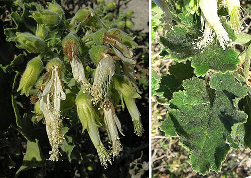 Eucnide cordata: The Baja California Rock Nettle is found in northwestern Mexico, here to north of the town of Todos Santos. As the local name Pega-pega would suggest, this resi