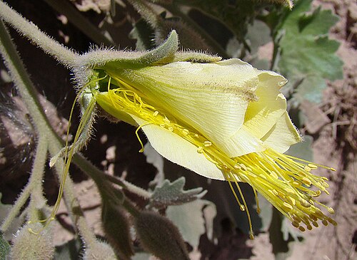 Eucnide cordata: A resinous prostrate Rock Nettle, native to northwestern Mexico. Photo from Batopilas Canyon, Chihuahua State.