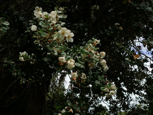 Ulmo (Eucryphia cordifolia)