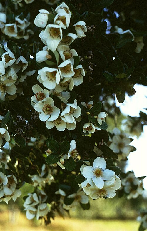 Ulmo: Eucryphia cordifolia , Cunoniaceae - Chile, 15 km W Entre Lagos