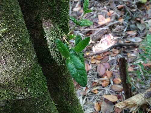 Ulmo (Eucryphia cordifolia)