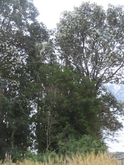 Ulmo (Eucryphia cordifolia)