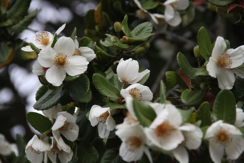 Ulmo (Eucryphia cordifolia)