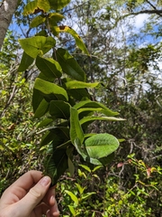 Ulmo (Eucryphia cordifolia)