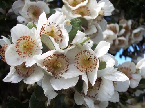 Ulmo: Flores de ulmo o muermo { Eucryphia cordifolia