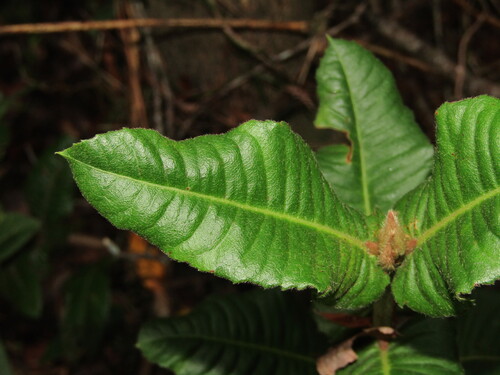 Ulmo (Eucryphia cordifolia)