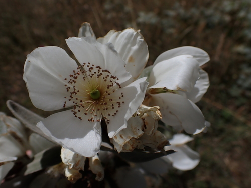 Ulmo (Eucryphia cordifolia)