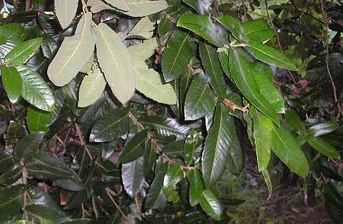 Ulmo: Hojas de ulmo o muermo { Eucryphia cordifolia )