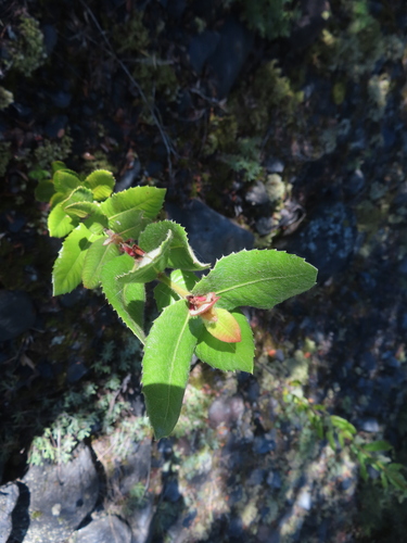 Ulmo (Eucryphia cordifolia)