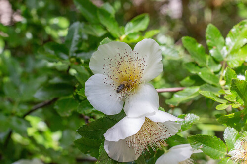 Eucryphia glutinosa (Eucryphia glutinosa)