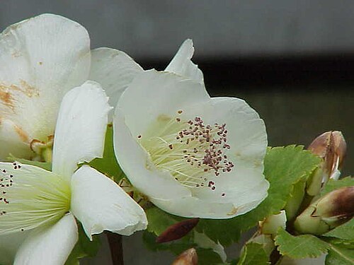 Eucryphia glutinosa: Species : Eucryphia glutinosa Family : Eucryphiaceae Image No. 2