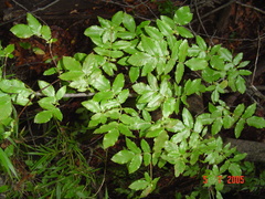 Eucryphia glutinosa (Eucryphia glutinosa)