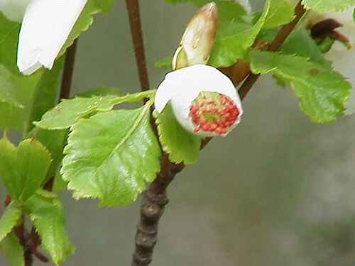 Eucryphia glutinosa: Species : Eucryphia glutinosa Family : Eucryphiaceae Image No. 1