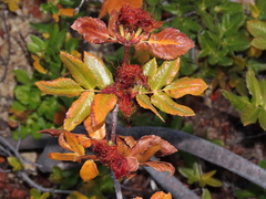 Eucryphia glutinosa (Eucryphia glutinosa)