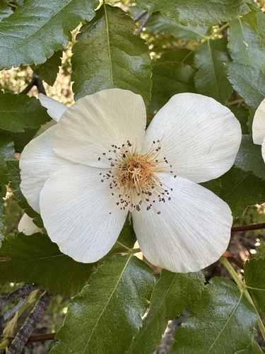 Eucryphia glutinosa (Eucryphia glutinosa)