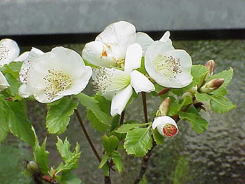 Eucryphia glutinosa: Species : Eucryphia glutinosa Family : Eucryphiaceae Image No. 3