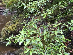 Eucryphia lucida (Eucryphia lucida)