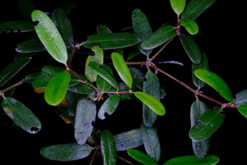 Eucryphia lucida (Eucryphia lucida)