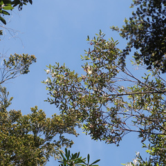 Eucryphia lucida (Eucryphia lucida)