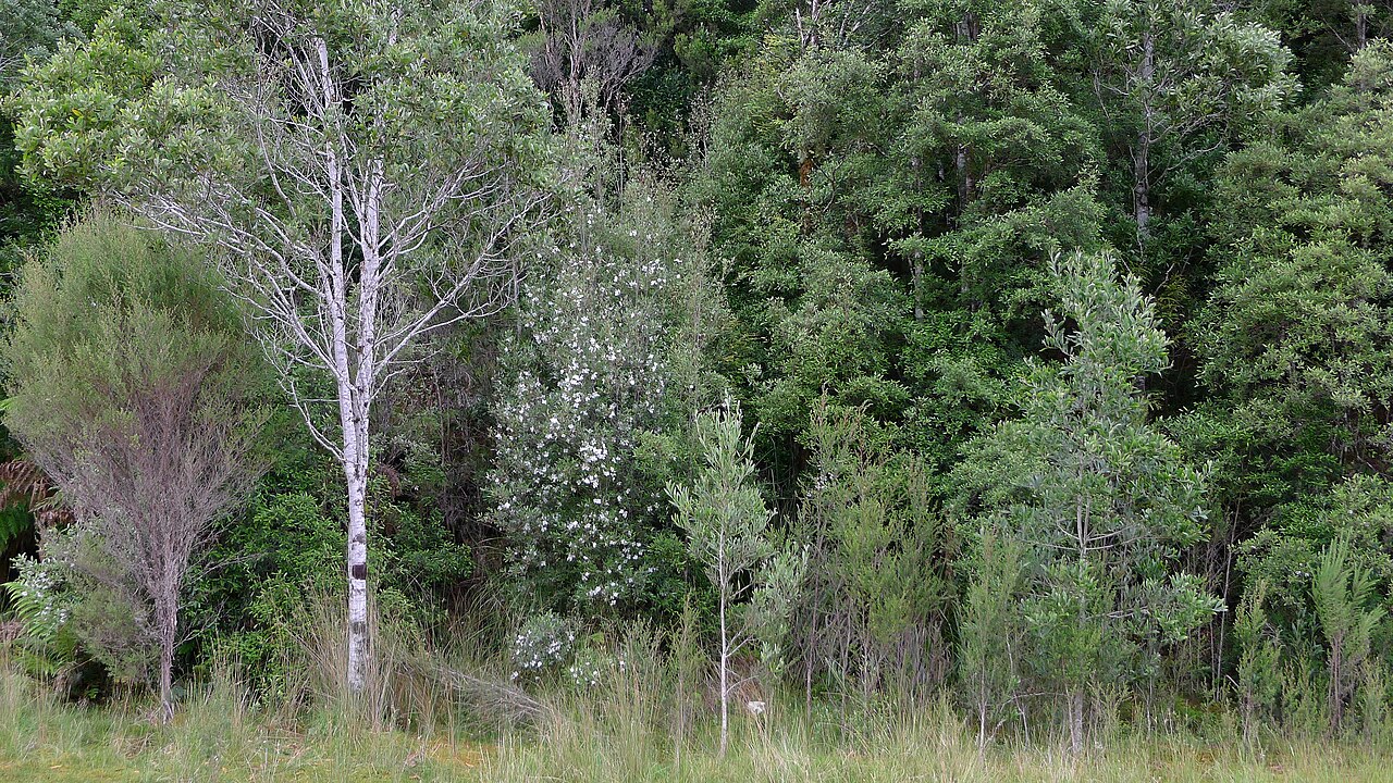 Eucryphia lucida: Eucryphia lucida Leatherwood, young growing sapling tree in full flower and growth. "In amongst other rainforest trees and covered in white flowers, a Leatherwo