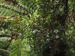 Eucryphia lucida (Eucryphia lucida)