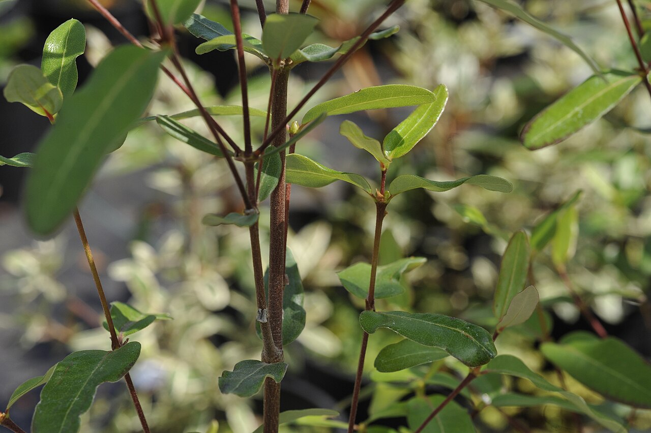 Eucryphia lucida: Eucryphia lucida 'Pink Cloud'