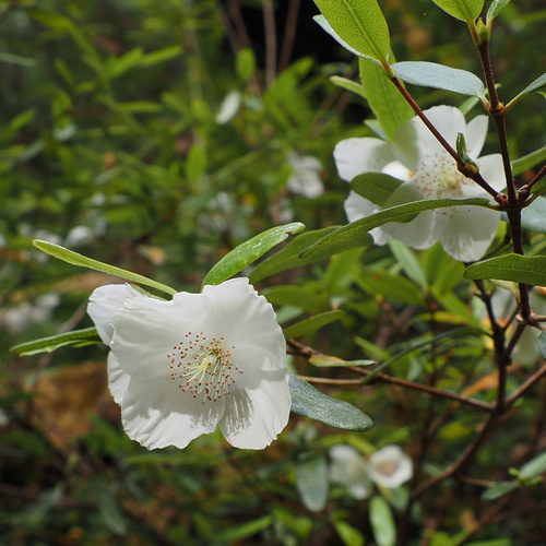 Eucryphia lucida (Eucryphia lucida)