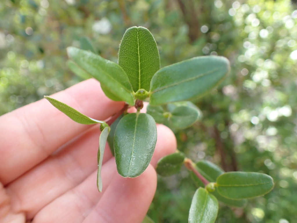 Eucryphia lucida (Eucryphia lucida)