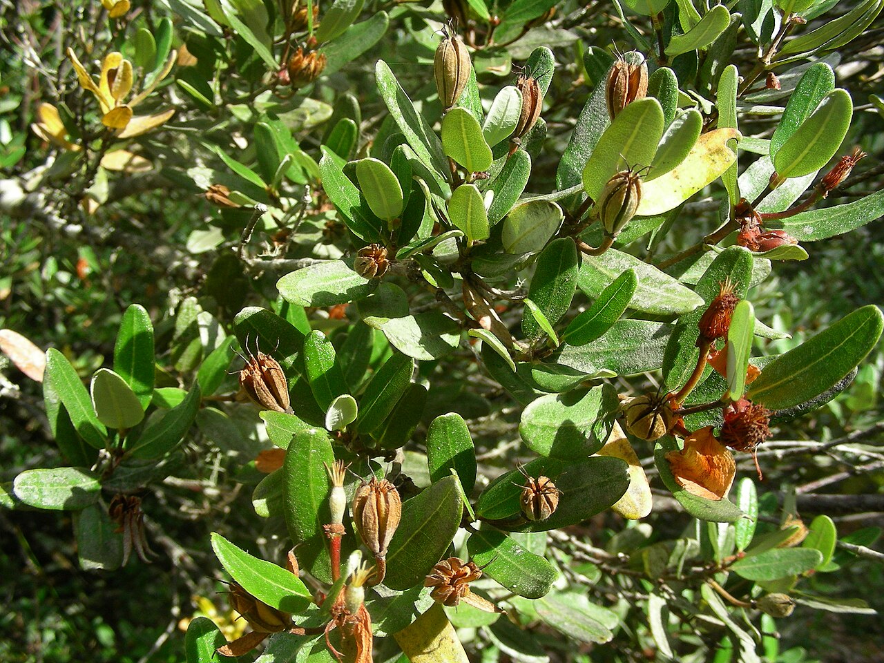 Eucryphia lucida: Eucryphia lucida Leatherwood, foliage and opening ripe fruits. Day 5 Overland Track, Cradle Mountain - Lake St Claire National Park, Tasmania, Australia 17 Apri