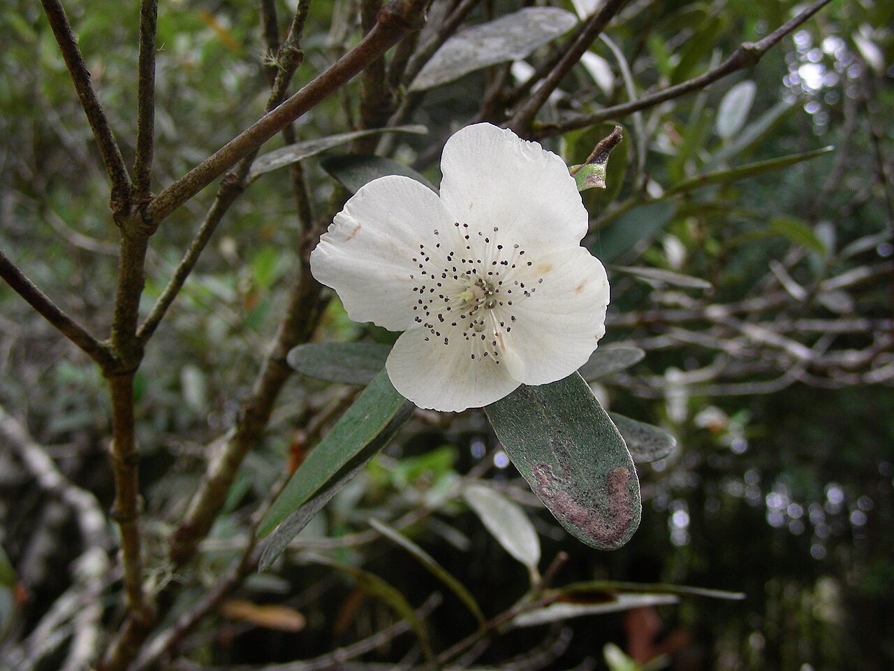 Eucryphia lucida: Eucryphia lucida Leatherwood, a flower and branches. Day 5 Overland Track, Cradle Mountain - Lake St Claire National Park, Tasmania. 17 April 2013 by Doug Becke