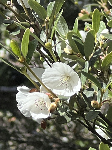 Eucryphia lucida (Eucryphia lucida)