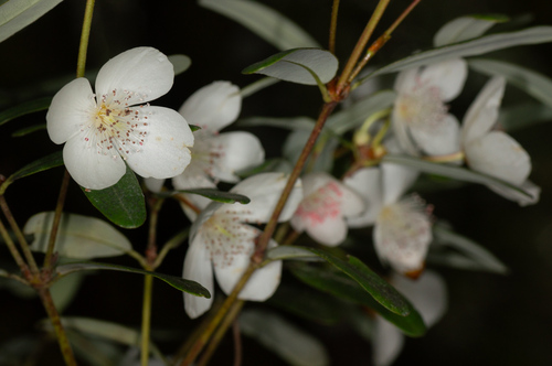 Eucryphia lucida (Eucryphia lucida)