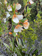 Eucryphia milliganii (Eucryphia milliganii)