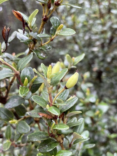 Eucryphia milliganii (Eucryphia milliganii)