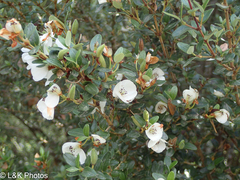 Eucryphia milliganii (Eucryphia milliganii)