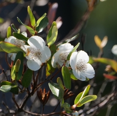 Eucryphia milliganii (Eucryphia milliganii)