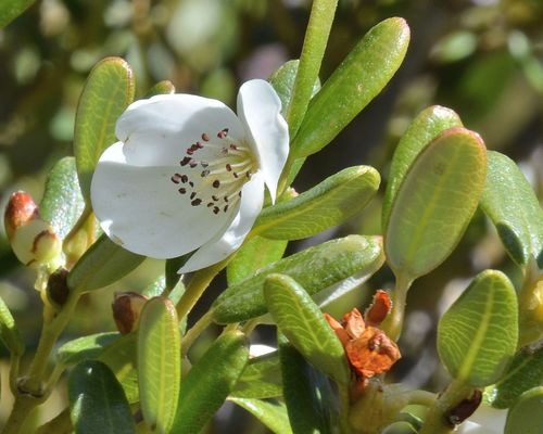 Eucryphia milliganii (Eucryphia milliganii)