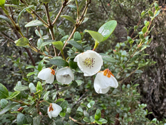 Eucryphia milliganii (Eucryphia milliganii)
