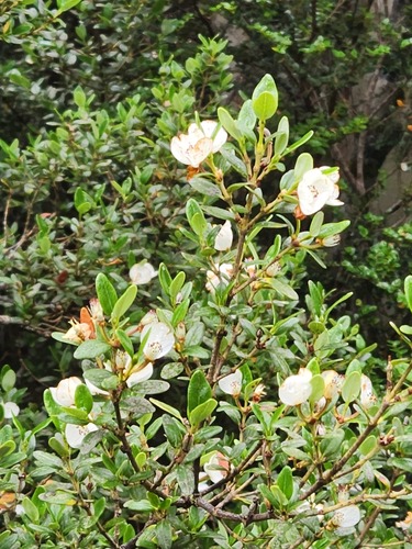 Eucryphia milliganii (Eucryphia milliganii)