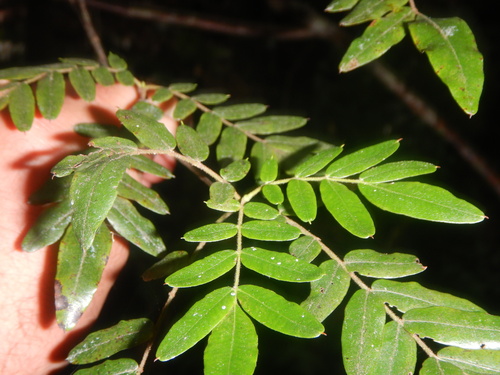 Eucryphia moorei (Eucryphia moorei)