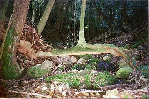 Eucryphia moorei: Eucryphia moorei rainforest at Monga National Park