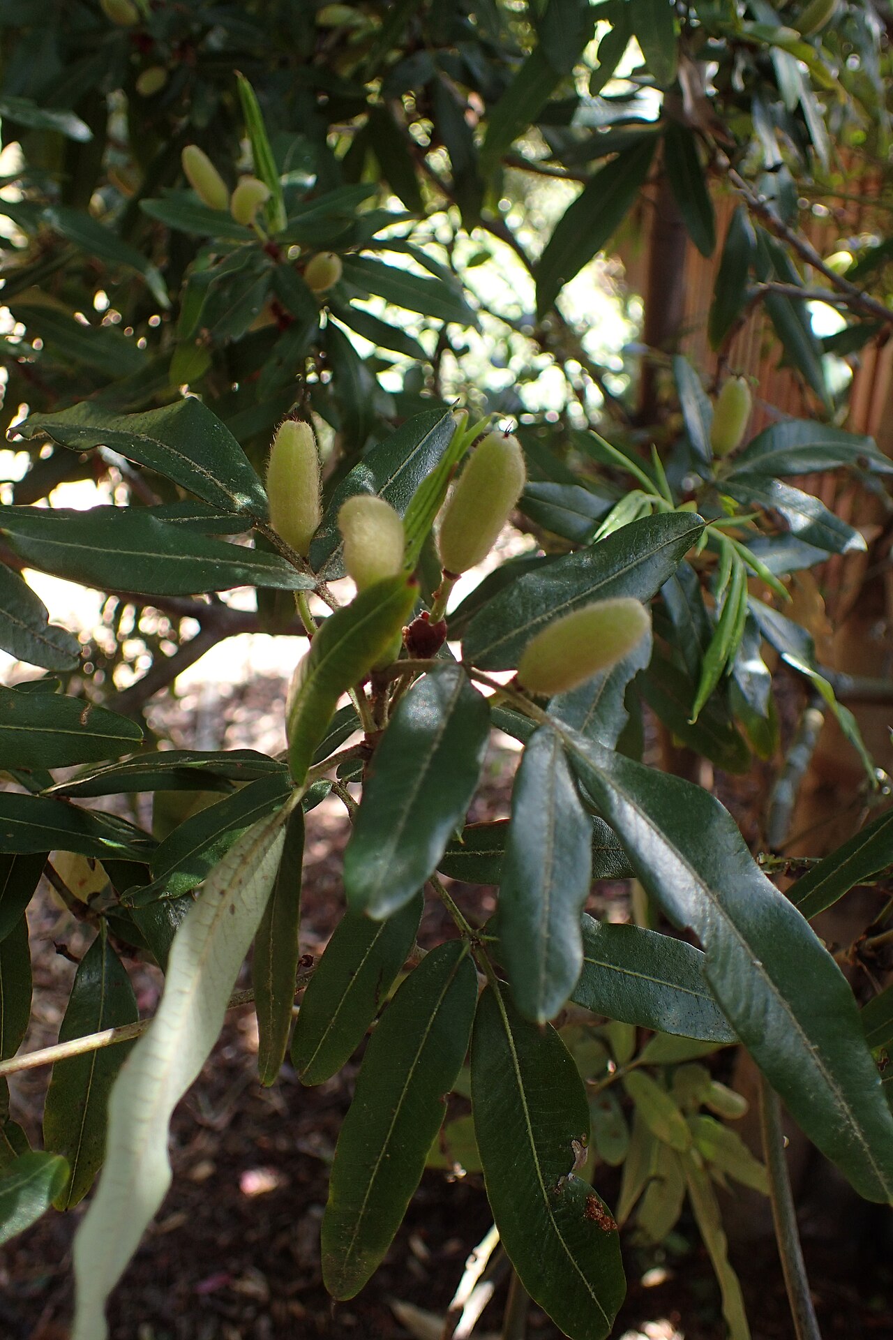 Eucryphia moorei: Eucryphia moorei in Dunedin Botanic Garden