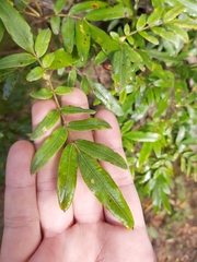 Eucryphia moorei (Eucryphia moorei)