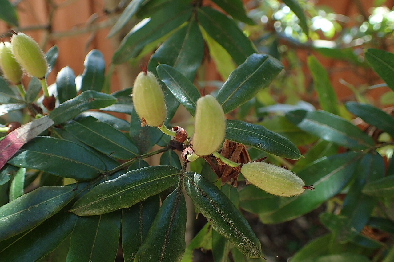 Eucryphia moorei: Eucryphia moorei in Dunedin Botanic Garden