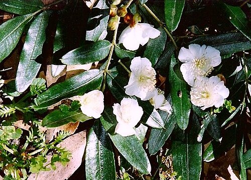 Eucryphia moorei: Eucryphia moorei, Monga National Park